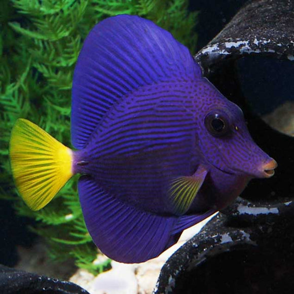 Purple Tang (Zebrasoma xanthurum) +-8cm