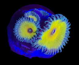 Captain Jerk Palythoa Frag