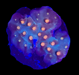Cyphastrea Frag