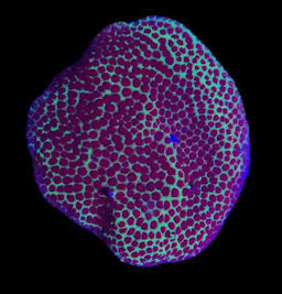 Jedi Mind Trick Montipora Frag