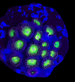 Mean Green Zoanthid Frag