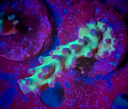 Miyagi Tort Acropora Frag