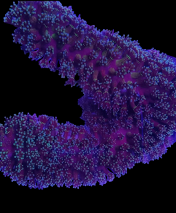 Purple Stylophora Frag