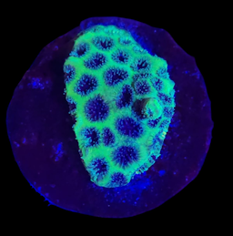 Green and Purple Leptastrea Frag